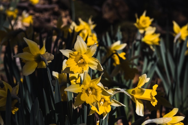 Narciso giallo in fiore Messa a fuoco selettiva Copia spazio