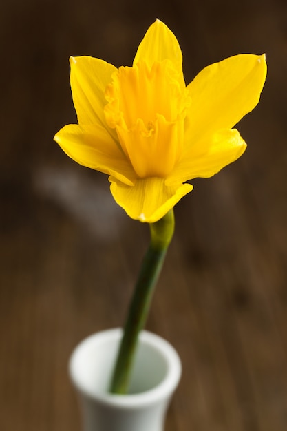 Narciso giallo in vaso