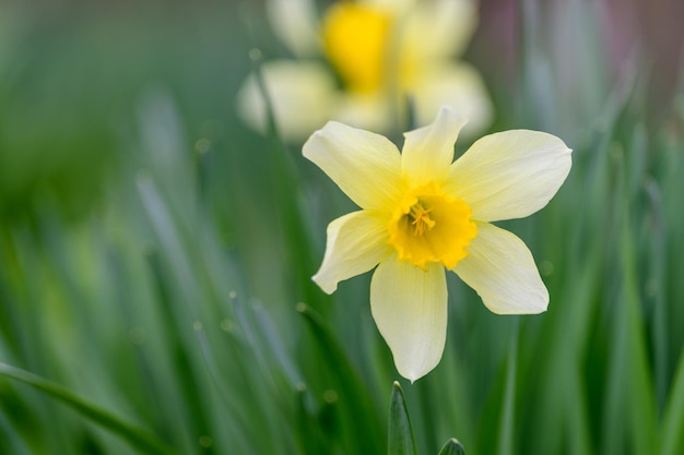 Narciso giallo su foglie verdi