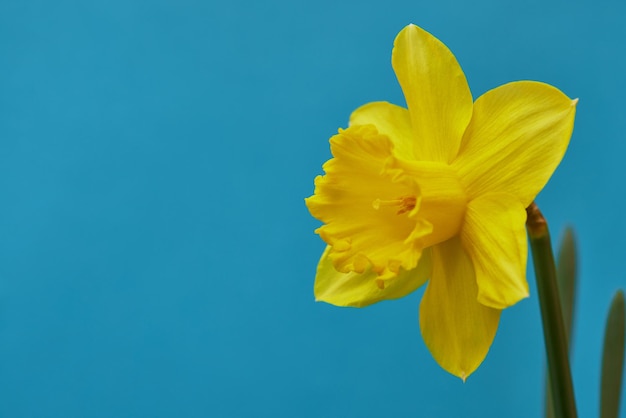 narciso giallo su sfondo blu colori del primo piano dell'Ucraina libertà dell'Ucraina