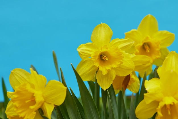 narciso giallo su sfondo blu colori del primo piano dell'Ucraina libertà dell'Ucraina