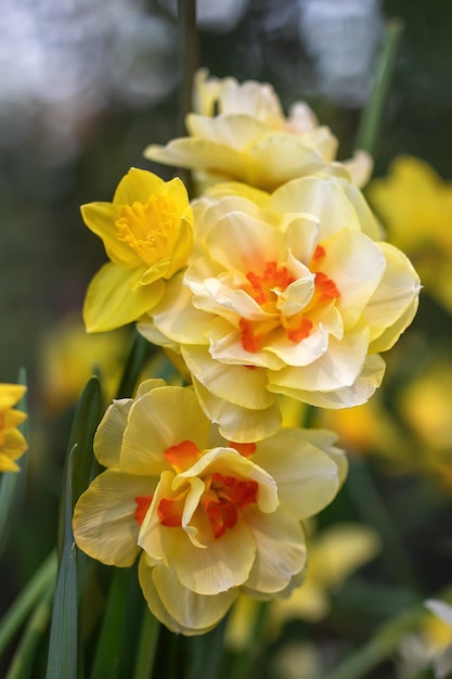 Narciso in fiore Primo piano del narciso multiflored