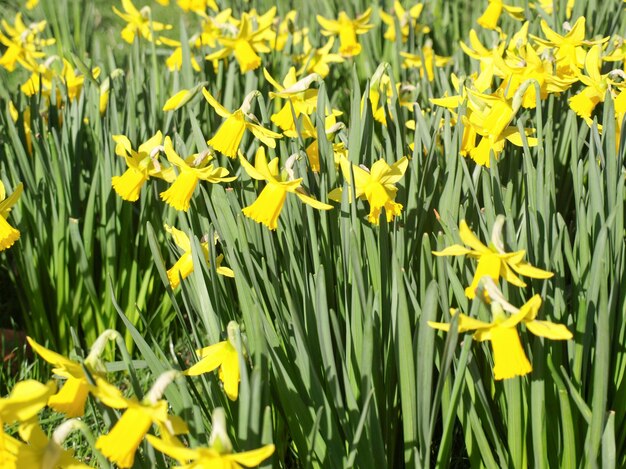 Narciso pianta (Narciso) fiore giallo