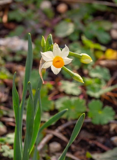 Narciso selvatico Narciso fiori da vicino in un giardino in Grecia