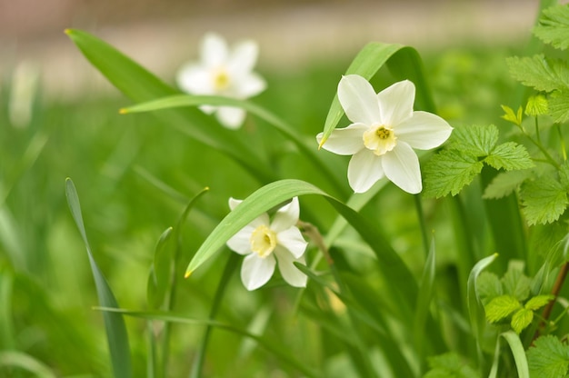 Narciso