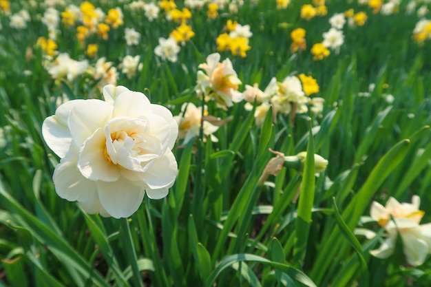 Narciss bianchi sbocciati fiori sul letto di fiori tra le altre gemme narcis