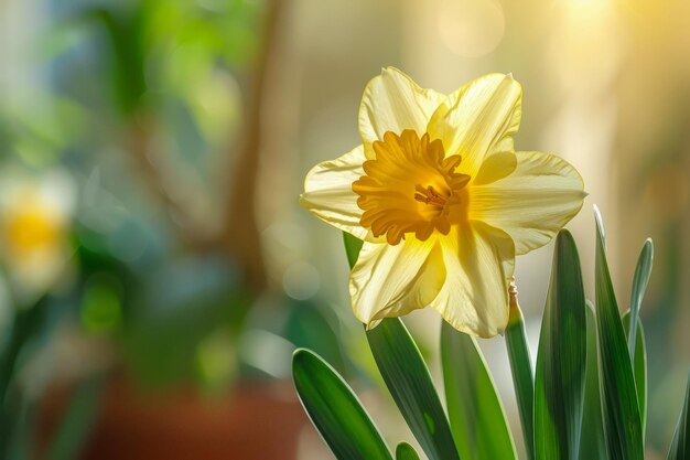 Narcisse giallo brillante in piena fioritura con foglie verdi lussureggianti e splendore solare nella scena del giardino primaverile