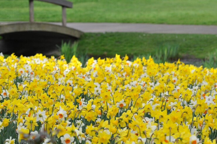 narcissus flowers in the garden