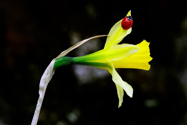 Narcissus nevadensis della famiglia delle Amaryllidaceae Fiore giallo