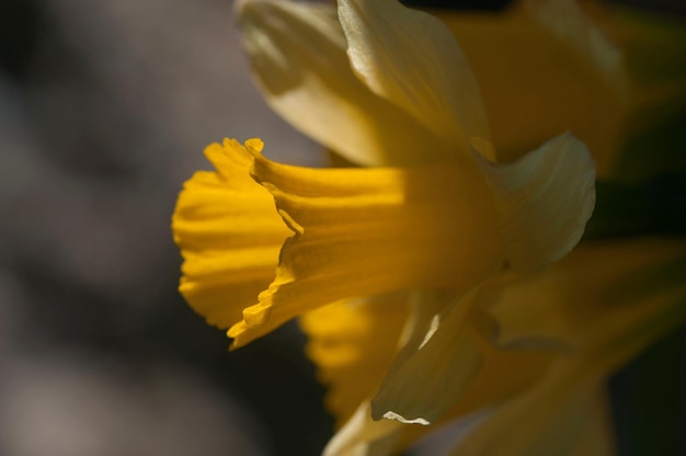 Narcissus nevadensis - Il narciso della Sierra Nevada è una specie della famiglia delle Amaryllidaceae.