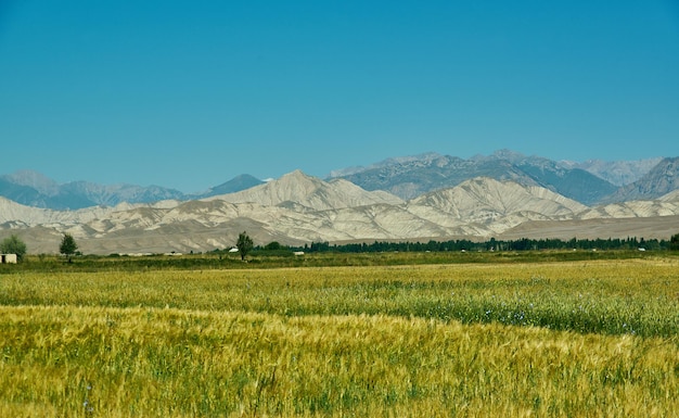 Naryn River Valley, Regione di Naryn, montagne Tian Shan in Kirghizistan, in Asia centrale,