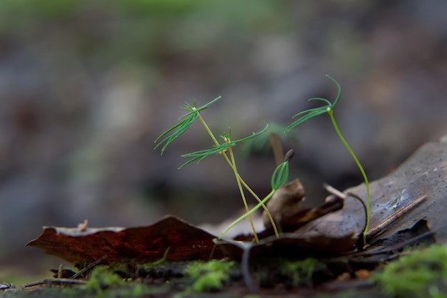 Nascita nella foresta