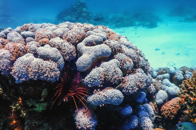 Nascondere il pesce leone velenoso di barriera corallina, specie invasive (pterois volitans) Acque tropicali, vita marina