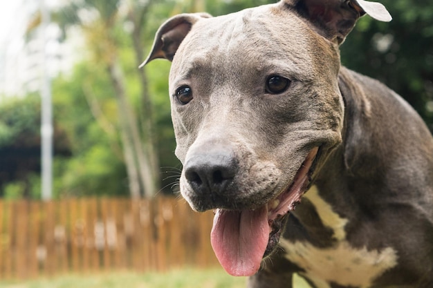 Naso blu Cane pitbull che gioca con la palla e si diverte nel parco in una giornata nuvolosa Fuoco selettivo