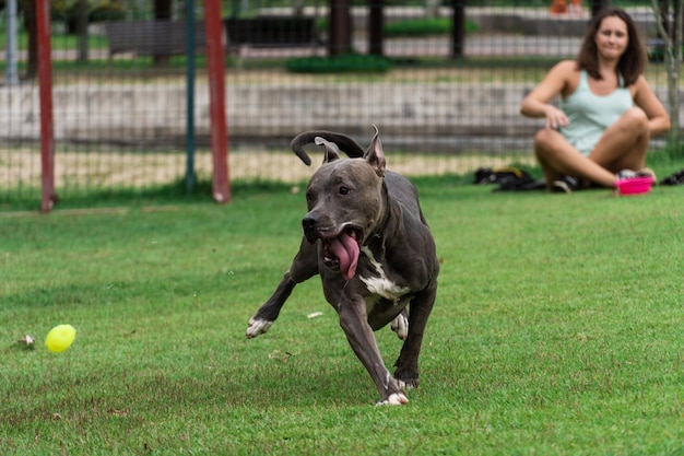 Naso blu Cane pitbull che gioca e si diverte nel parco Sfera di rampa di agilità del pavimento erboso Fuoco selettivo Parco per cani