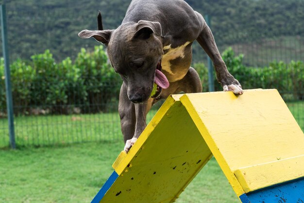 Naso blu Cane pitbull che gioca e si diverte nel parco Sfera di rampa di agilità del pavimento erboso Fuoco selettivo Parco per cani