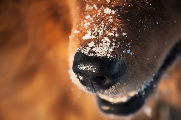 Naso di cane con i fiocchi di neve