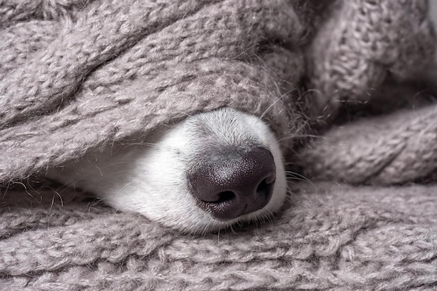 Naso nero di cane ricoperto di sciarpa di materiale grigio