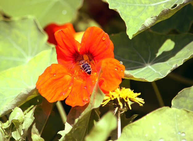 Nasturzio fiori d'arancio nel giardino estivo