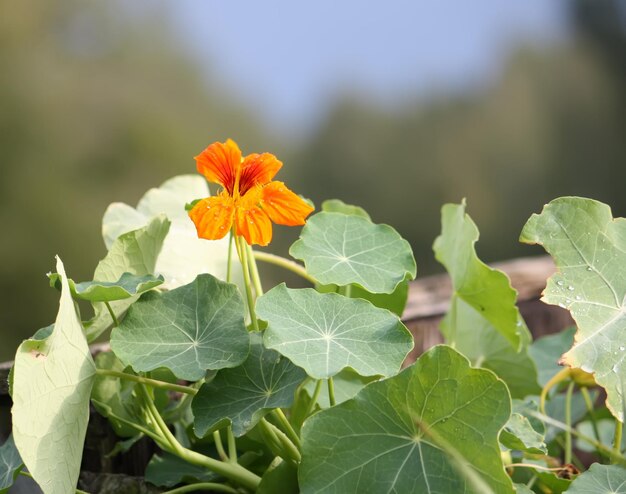 Nasturzio fiori d'arancio nel giardino estivo