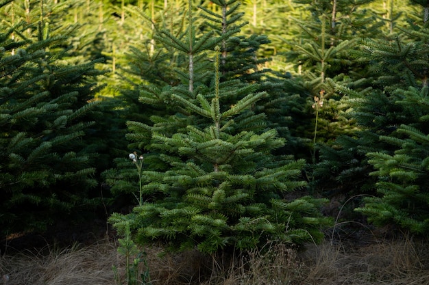 Natale coltivato