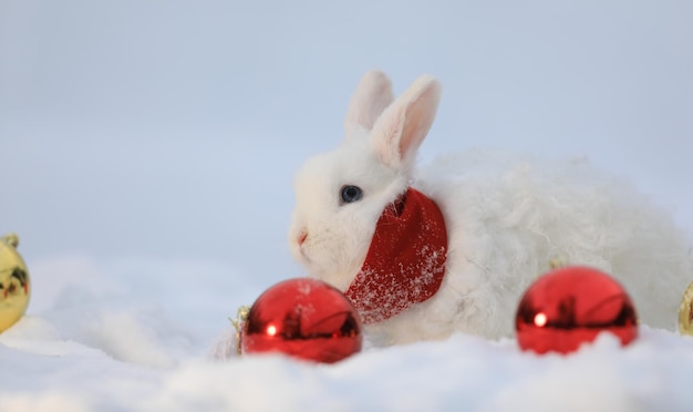 Natale, coniglio bianco di Babbo Natale nella neve