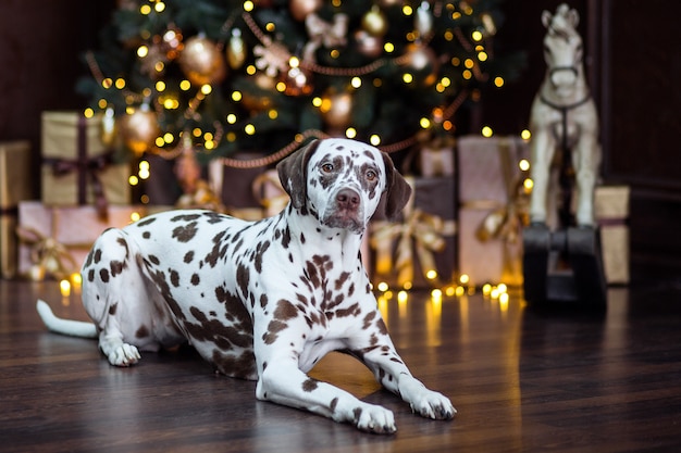 NATALE DIVERTENTE O CANE DI NUOVO ANNO. CUCCIOLO La dalmata si trova accanto alle decorazioni natalizie.