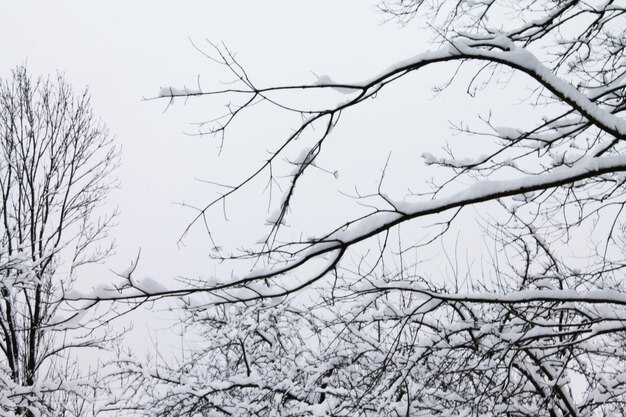 Natale e Capodanno Bellissimi rami coperti di neve sono pacificati e calmi