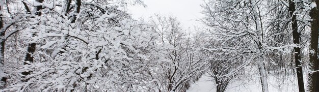 Natale e Capodanno Favoloso panorama con alberi innevati