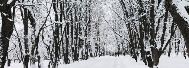 Natale e Capodanno Favoloso vicolo innevato del panorama del parco cittadino