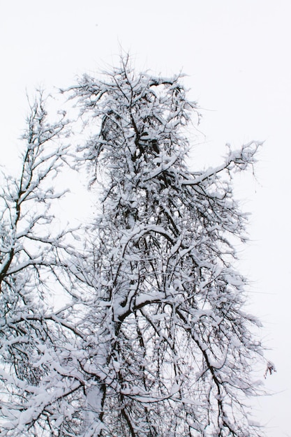 Natale e Capodanno È molto difficile per i rami degli alberi tenere un manto nevoso