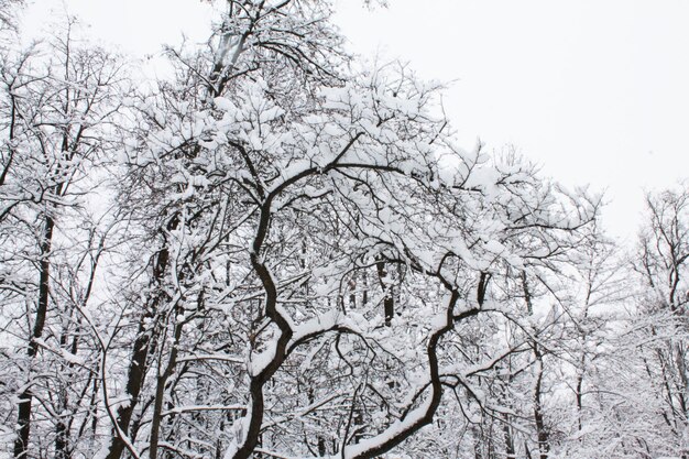 Natale e Capodanno Mosaico di neve tra gli alberi dopo una nevicata