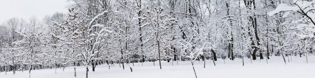 Natale e Capodanno Paesaggio invernale I margini della foresta sono coperti da una coltre di neve