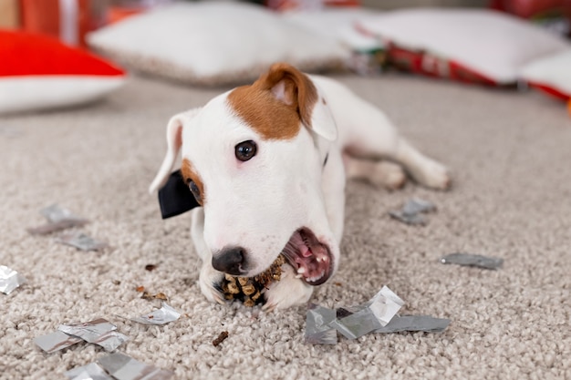 Natale e concetto dell'animale domestico - il cucciolo di Jack russell terrier bocconcini a un abete.