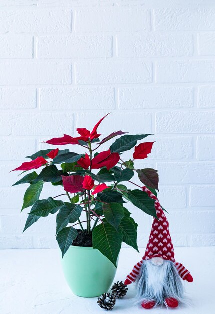 Natale fiore rosso in un vaso di ceramica Gnomo di Natale e coni su uno sfondo bianco interno muro di mattoni per la vacanza