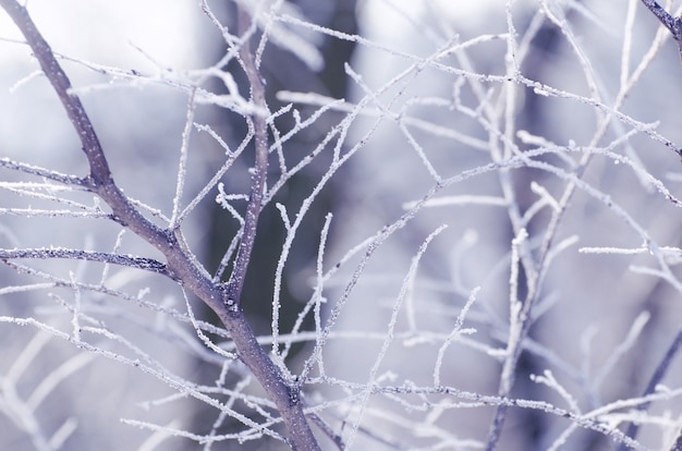 Natale, inverno con albero gelido.