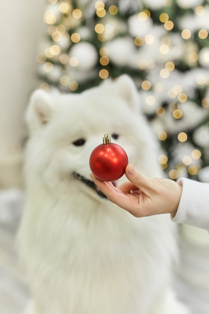 Natale, ritratto di un samoiedo bianco sullo sfondo di un albero di Natale decorato con le luci di Capodanno. Ragazza con una palla di Natale rossa davanti al naso del cane