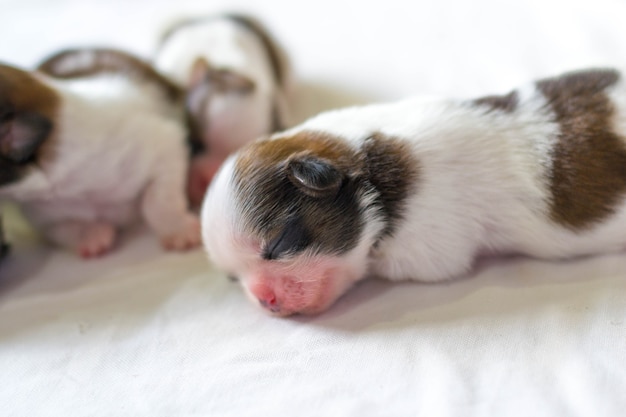 Nati cuccioli di Shih Tzu