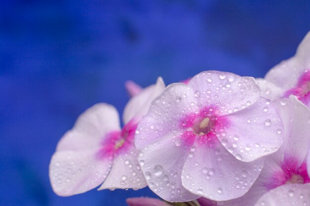 Natura a macroistruzione della foto del fiore del flox su priorità bassa blu.