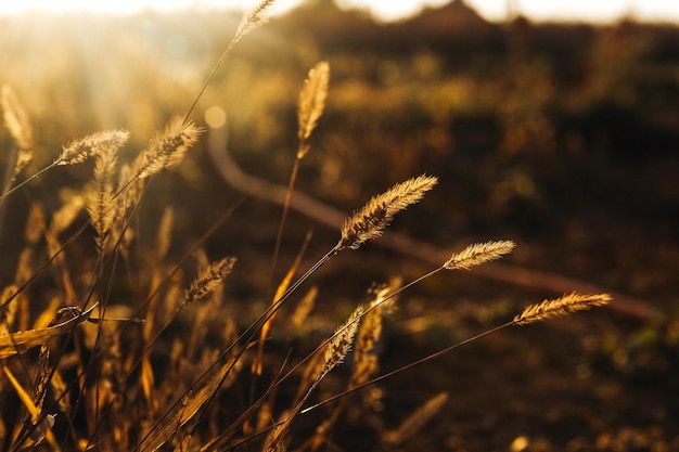 Natura al tramonto