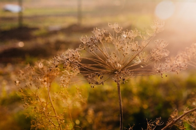 Natura al tramonto