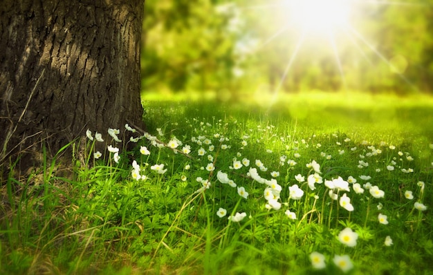 Natura alberi e sole