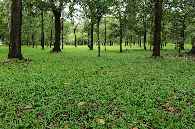 Natura, alberi nella foresta verde.