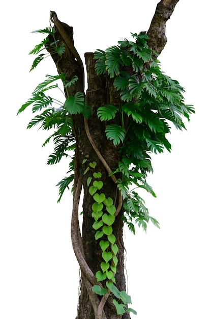 natura arborea verde isolata su sfondo bianco