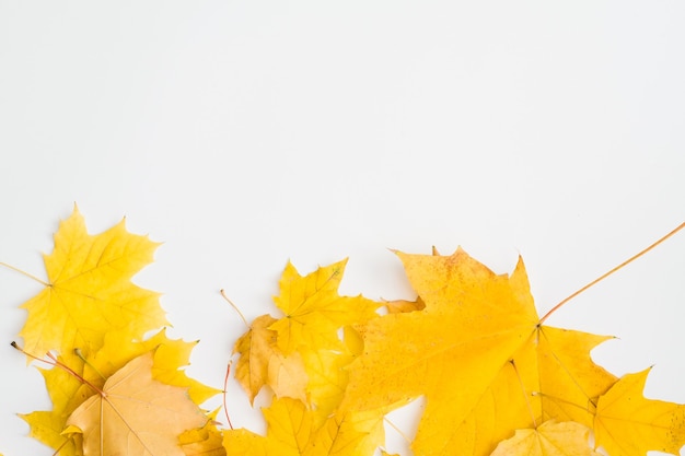 Natura autunnale Autunno foglie di acero giallo sulla superficie bianca