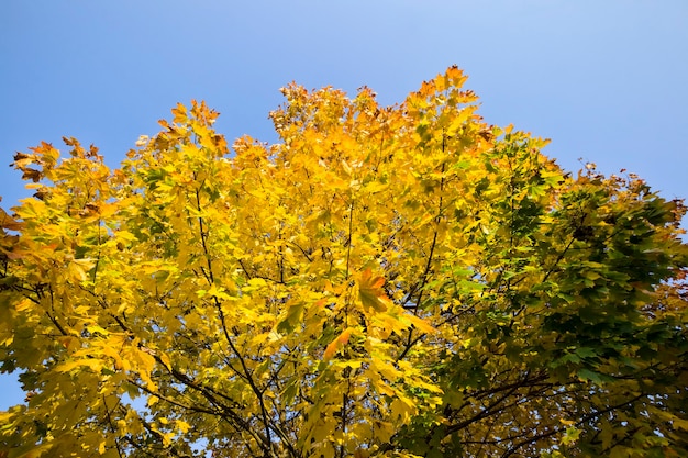 natura autunnale con fogliame ingiallito