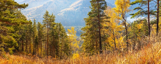 Natura autunnale di montagne boscose