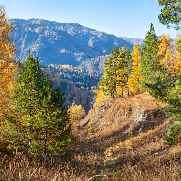 Natura autunnale di montagne boscose