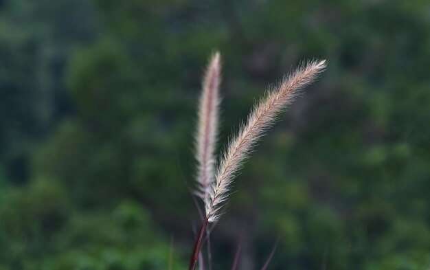 natura bellissima