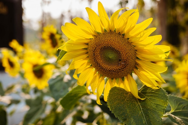 Natura campo di girasoli